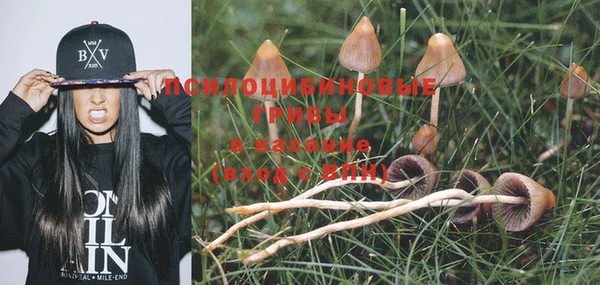 прущие грибы Арсеньев